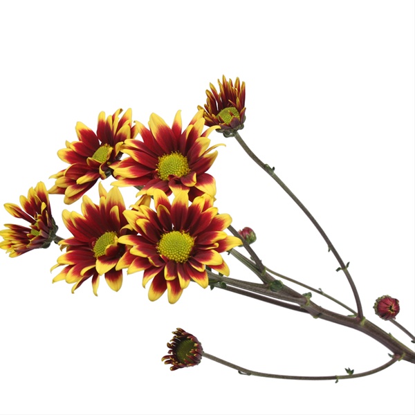 Spray Ragusa - Spray (Pompoms) - Chrysanthemum - Flowers by category